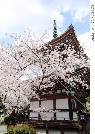 京都　本法寺　桜と多宝塔 11725528