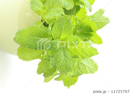 ミント 11725707