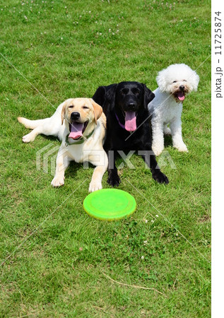 お友達♪ 11725874