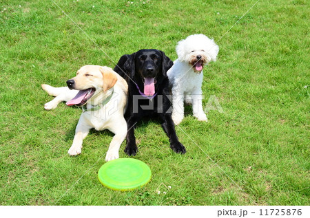 お友達♪ 11725876