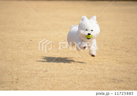 とったど~♪ とったど~♪ 11725885