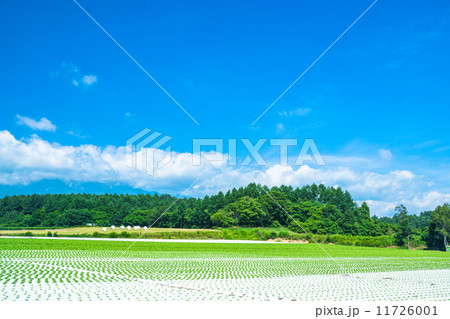 田園風景と夏の空 田園風景と夏の空 11726001