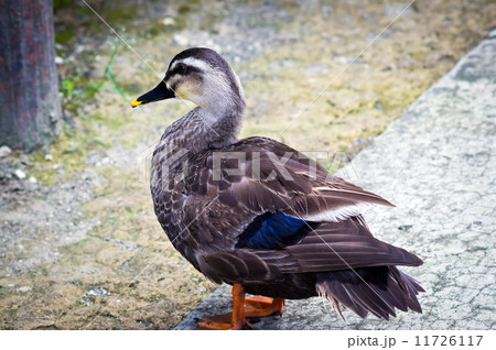 休憩中のカルガモ 11726117