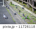 道端で休憩中のハト 11726118