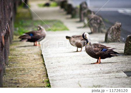 休憩中のカルガモ 休憩中のカルガモ 11726120
