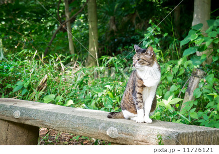 遠くを見つめる猫 遠くを見つめる猫 11726121