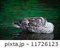 休憩中のカルガモ 11726123