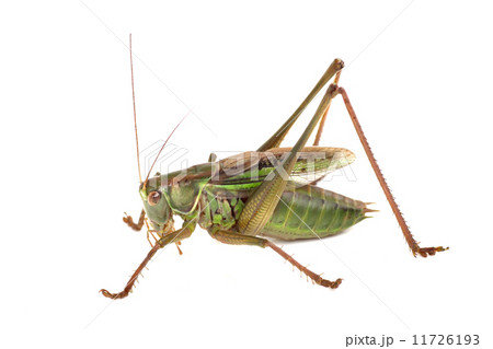 キリギリス キリギリス 11726193