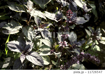 Blooming dark purple basil Blooming dark purple basil 11726547