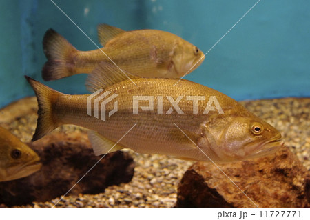 外来魚 外来魚 11727771