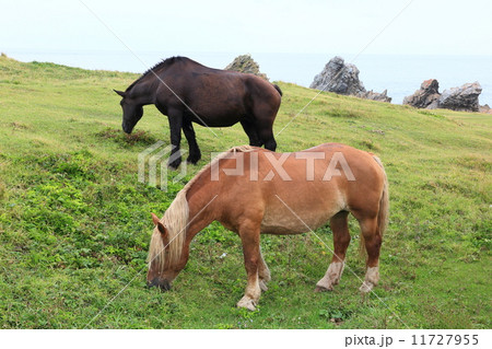 夏の寒立馬　草を食む馬 11727955