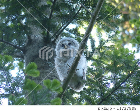 可愛い顔のフクロウ.-147p3:北海道・日本 11727988