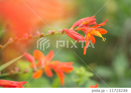 ヒメヒオウギズイセン 11728286