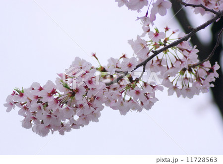 染井吉野 11728563