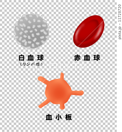 白血球・赤血球・血小板 11728720