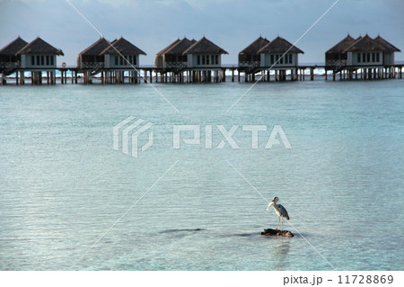 中州で魚を捕まえる水鳥 11728869