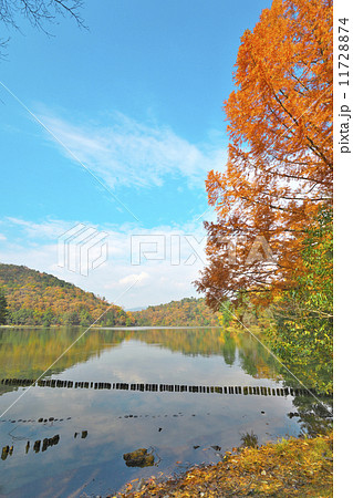 宝が池の秋 11728874