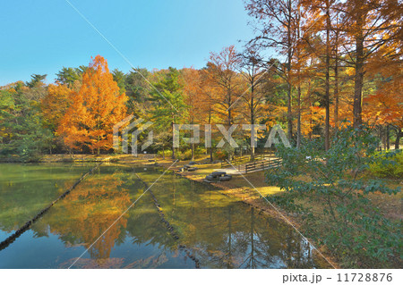 宝が池の秋 11728876