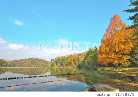宝が池の秋 宝が池の秋 11728879
