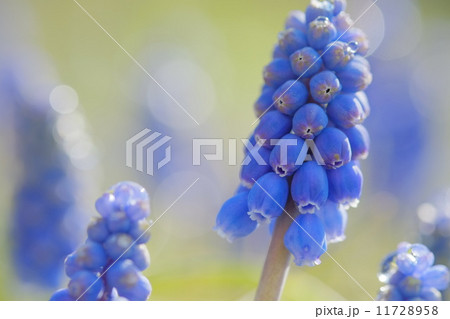 ムスカリ 11728958