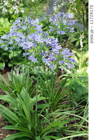 アガパンサス 11729170
