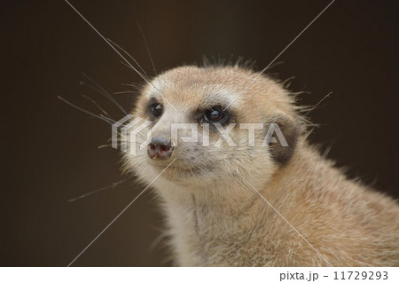 森きらら 11729293