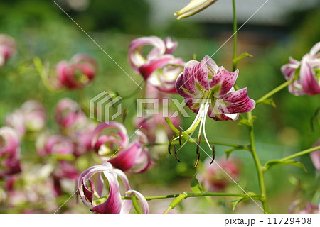 鹿の子百合・ピンク 鹿の子百合・ピンク 11729408