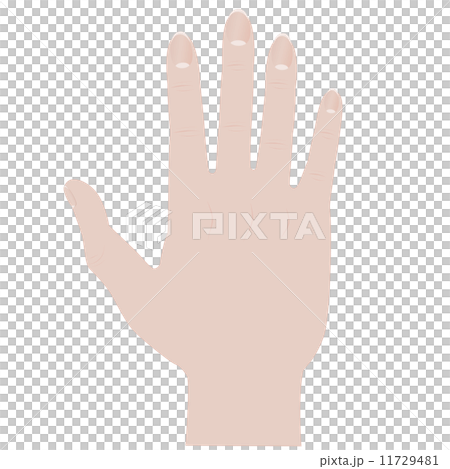 手掌 手掌 11729481