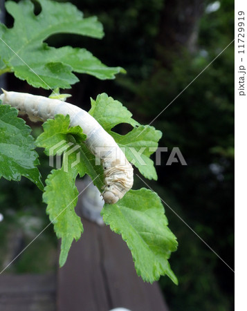 蚕と桑の葉 11729919