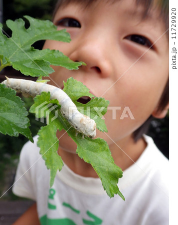 蚕を観察する子供 蚕を観察する子供 11729920