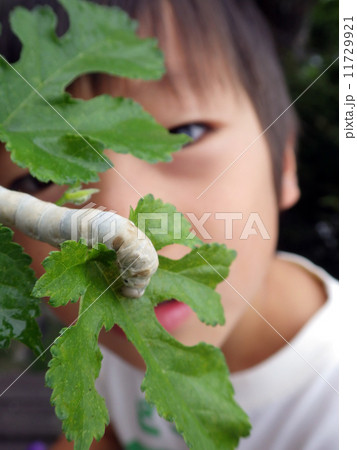 蚕を観察する子供 11729921