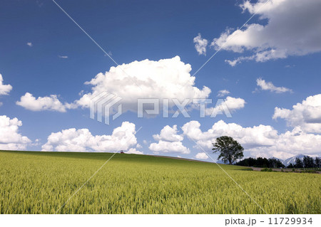 麦畑 麦畑 11729934