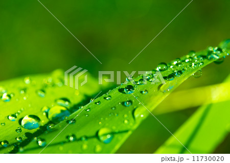 dew drops dew drops 11730020