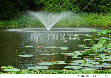 千秋公園の堀のハスの花に噴水 11730037