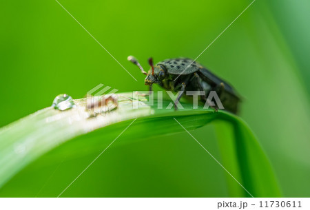 beetle on the stem of a plant beetle on the stem of a plant 11730611