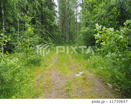dirt road in the woods 11730647