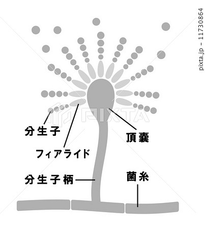 コウジカビの生体 11730864
