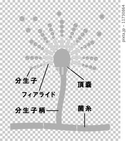 コウジカビの生体 11730864