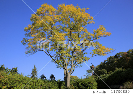紅葉エノキ 11730889