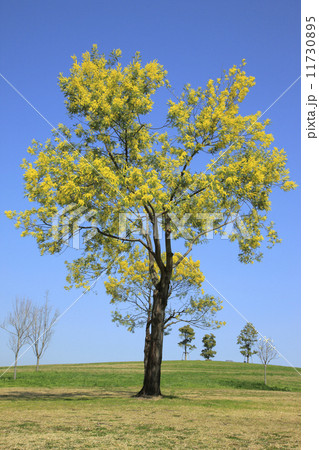 フサアカシア（ 山田池公園 ） 11730895