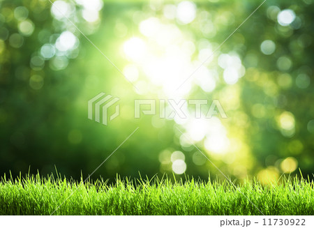 grass in forest 11730922