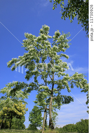 ヒトツバタゴ 11730926