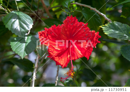 ハイビスカス 11730951