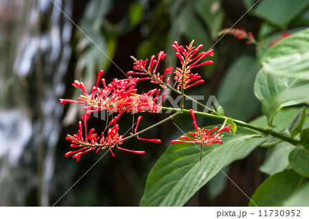 オドントネマ・ストリクツム（ベニツツバナ） 11730952