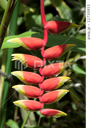 ヘリコニアロストラータ 11730953