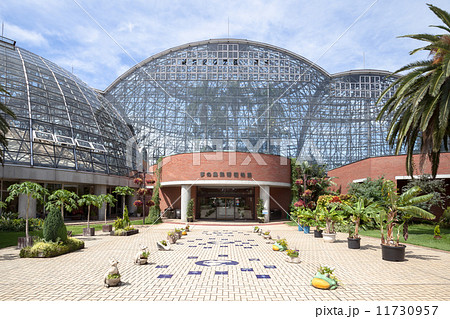 夢の島熱帯植物館 11730957