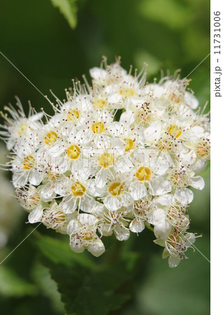 アメリカテマリシモツケ 11731006