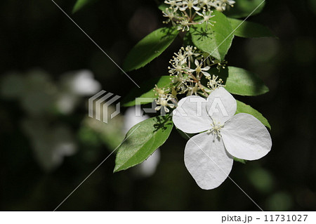 コガクウツギ 11731027