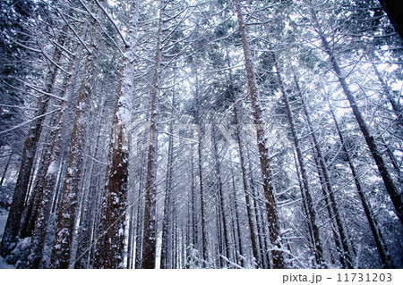 雪化粧 雪化粧 11731203