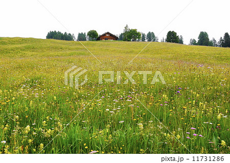 アルぺ・ディ・シウージ Alpe di Siusi ザイザー・アルム Seiser Alm アルぺ・ディ・シウージ Alpe di Siusi ザイザー・アルム Seiser Alm 11731286
